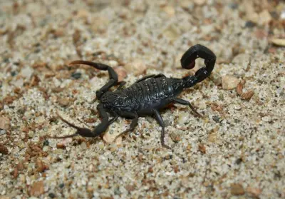 Скорпіон Hottentotta gentili — Чорний африканський Hot-species — Не визначено, L6 - L8