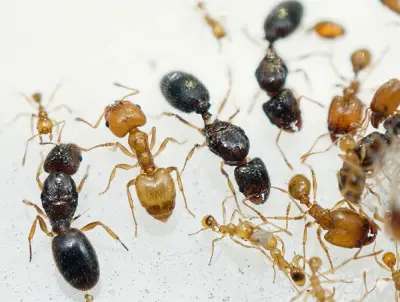 Pheidole flaveria — Великоголова золотиста мураха — 5 маток і 20-300 робочих