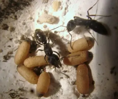 Ectomomyrmex astutus — Мураха-хижак — 1 матка і 2-6 робочих