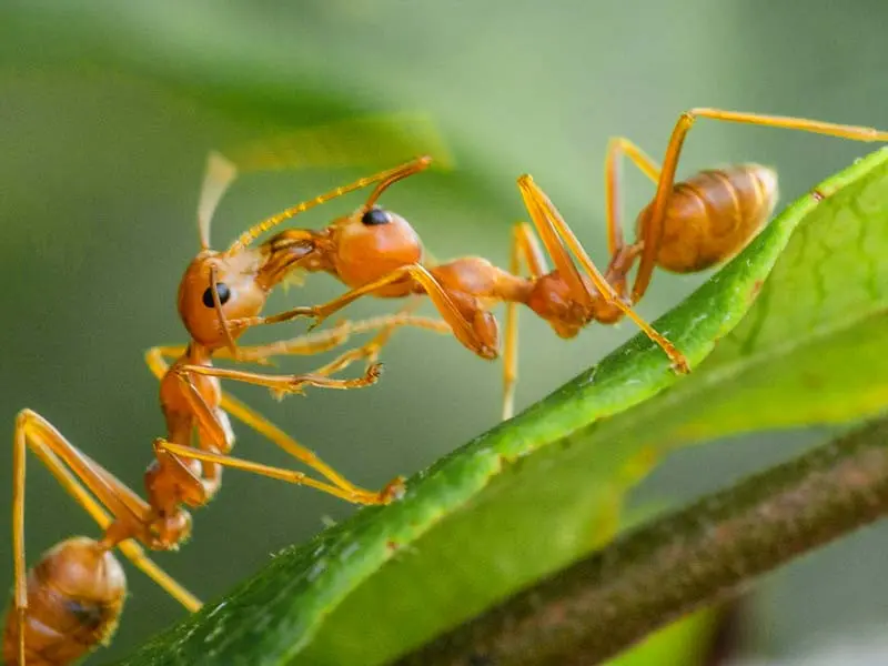 Oecophylla smaragdina — Зелена мураха-ткач (абсолютна екзотика) — 1 матка і 6-20 робочих