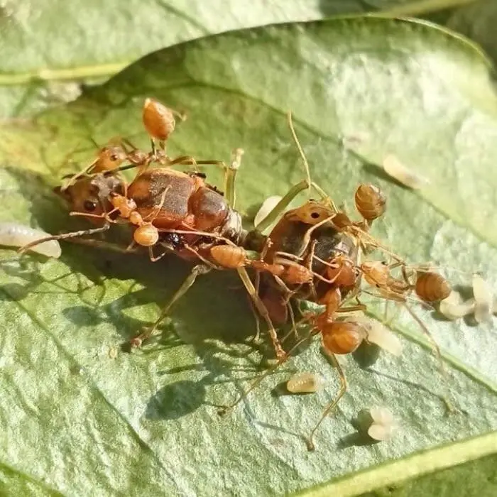 Oecophylla smaragdina — Зелена мураха-ткач (абсолютна екзотика) — 1 матка і 6-20 робочих