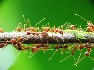 Oecophylla smaragdina — Зелена мураха-ткач (абсолютна екзотика) — 2 матки і 6-20 робочих