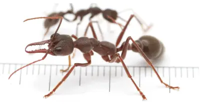 Myrmecia pyriformis — Мураха-бульдог грушоподібна (рівень профі)