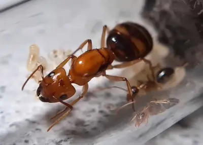 Camponotus maculatus subnudus — Плямисті мурахи-деревоточці