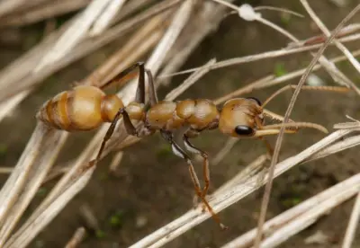 Myrmecia pilosula — Мураха-бульдог Джек-стрибунець (рівень профі)
