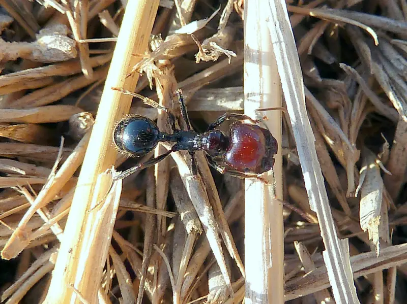 Messor barbarus — Червоноголова мураха-жнець — 1 матка (яскрава морфа)