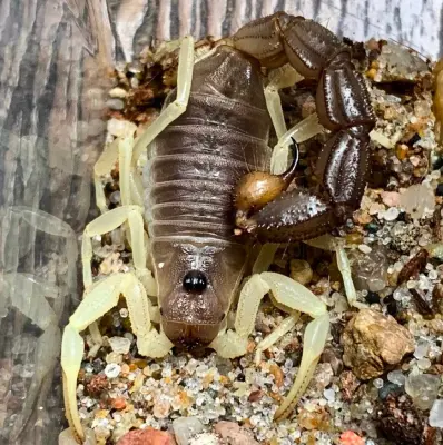 Скорпіон Parabuthus schlechteri — Риючий товстохвостий гігант — Не визначено, L6 - L8