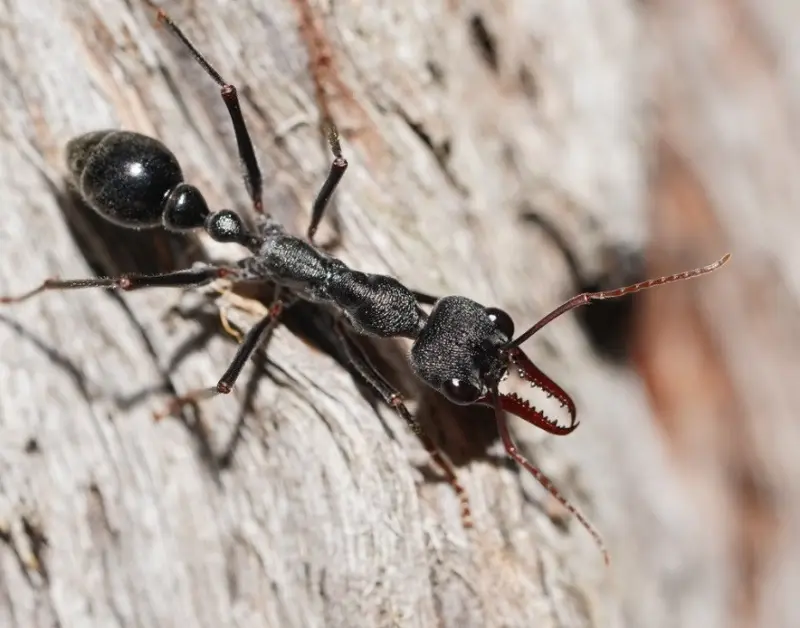 Myrmecia pyriformis — Мураха-бульдог грушоподібна (рівень профі)