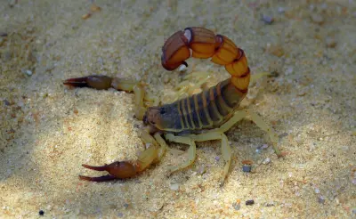 Скорпіон Androctonus australis — Жовтий товстохвостий скорпіон