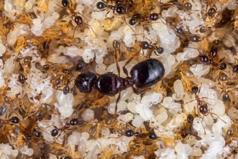 Pheidole megacephala — Африканська великоголова мураха — 2 матки і 20-300 робочих