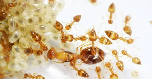 Crematogaster biroi — Крематогастер Бірой (золотиста мураха-акробат) — 2 матки і 40-300 робочих