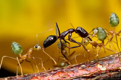 Oecophylla smaragdina — Зелена мураха-ткач (абсолютна екзотика) — 2 матки і 6-20 робочих